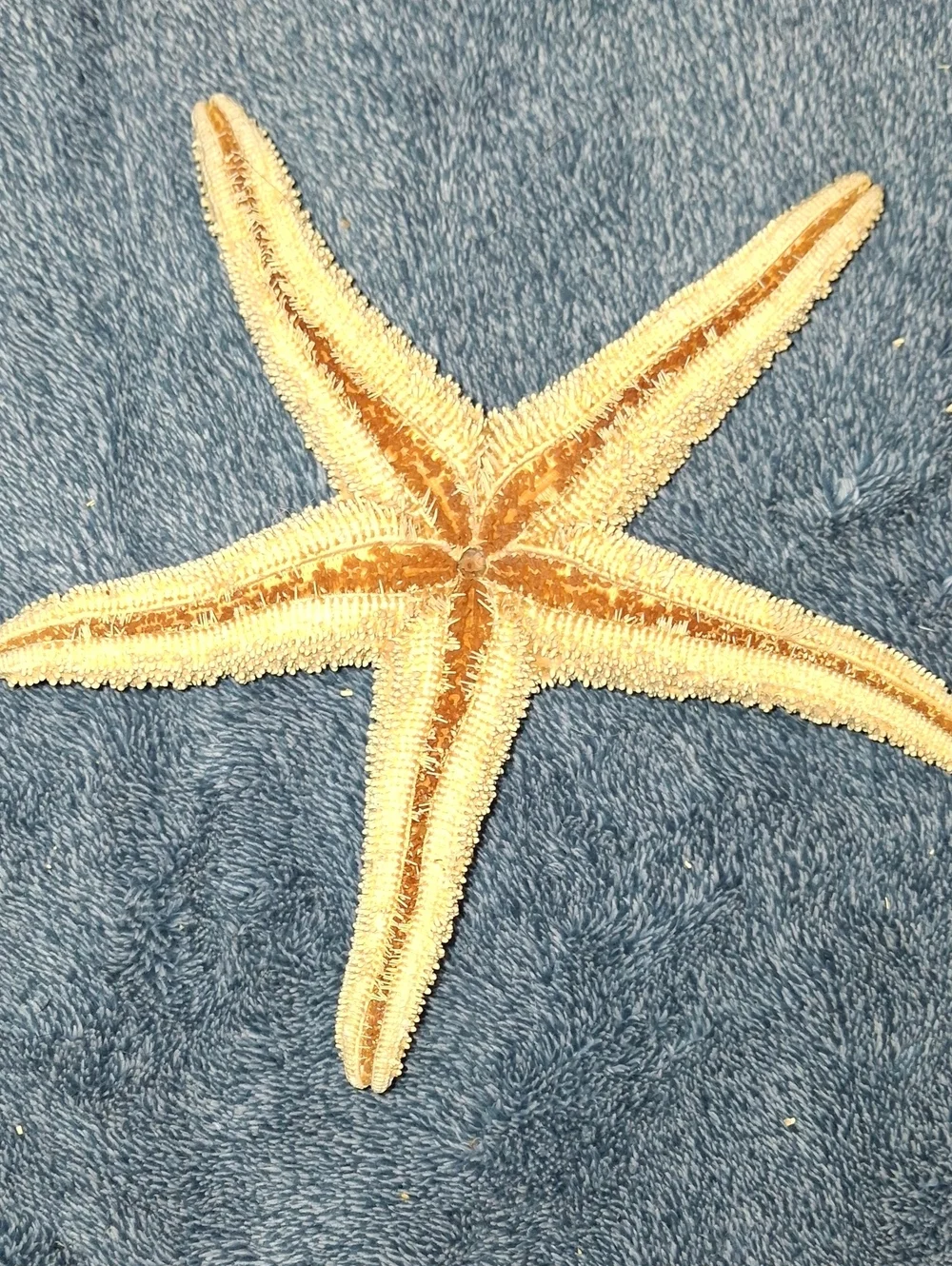 Natural Dried Starfish - Sand Beige Coastal Decor